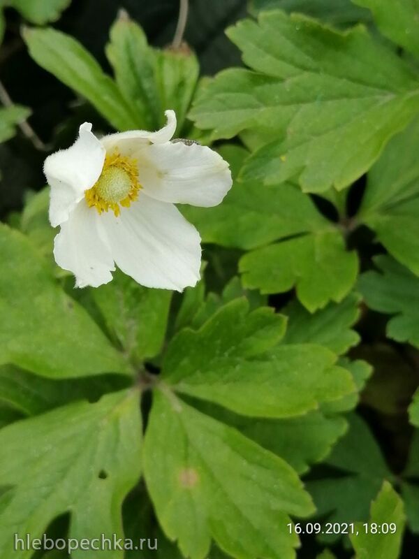 Чайная беседка