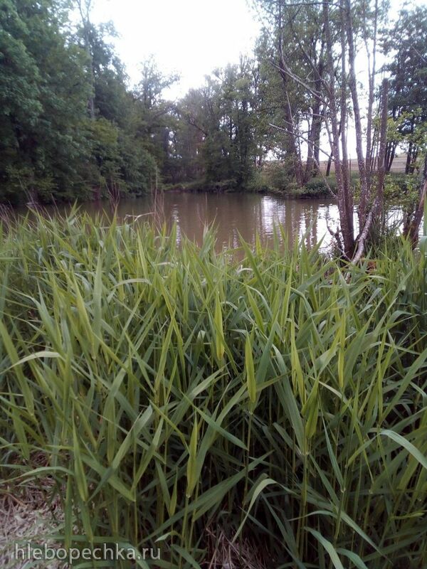 Чайная беседка