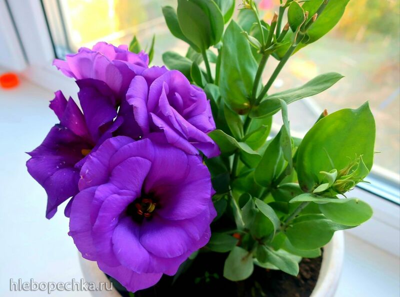 Чайная беседка