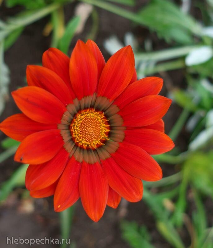 Чайная беседка