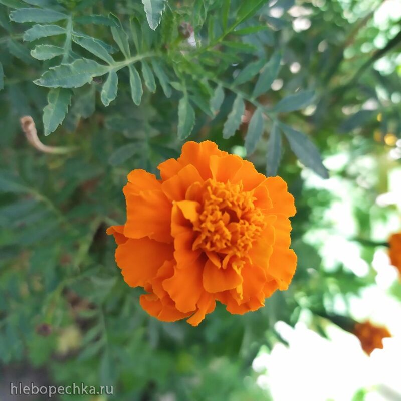 Чайная беседка