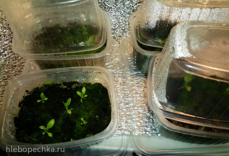 Чайная беседка