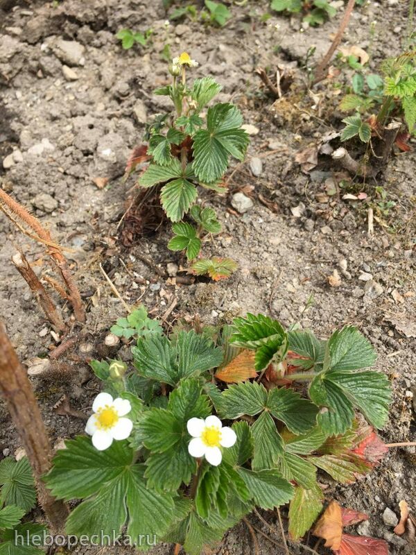 Чайная беседка