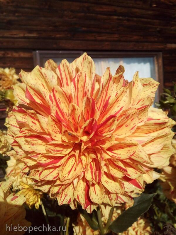 Tapтaлeтки & Ко