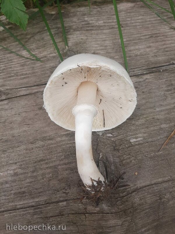 Кафе «У пани Сони»