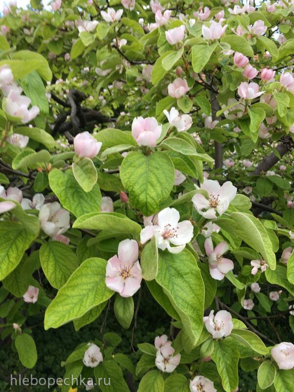 Чайная беседка