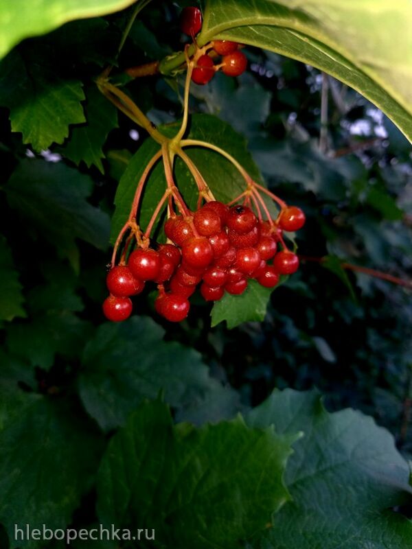 Tapтaлeтки & Ко