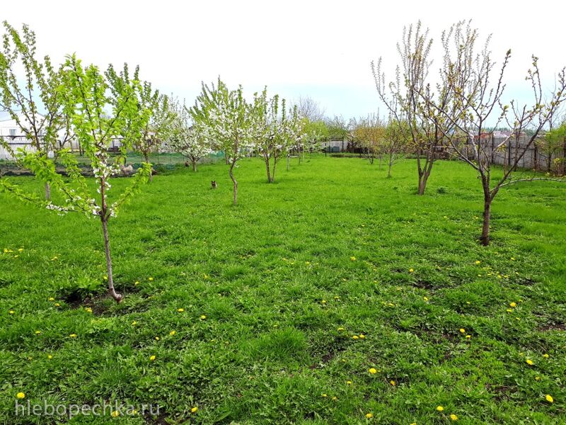 Чайная беседка