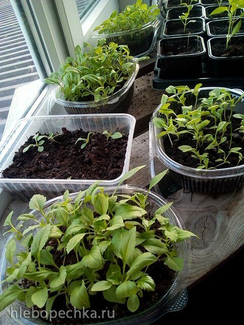 Пора выращивать рассаду
