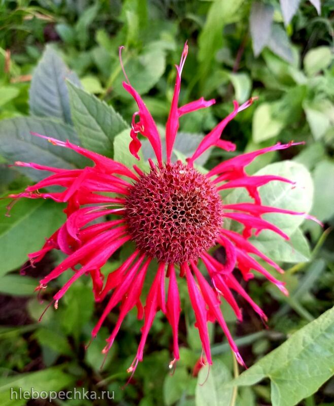 Tapтaлeтки & Ко