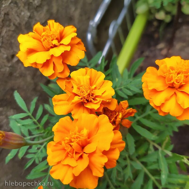 Чайная беседка