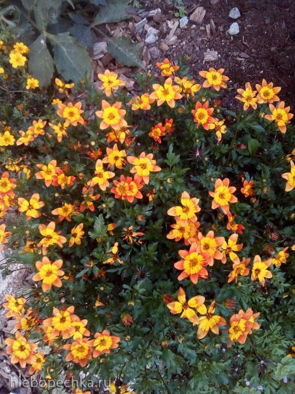 Чайная беседка