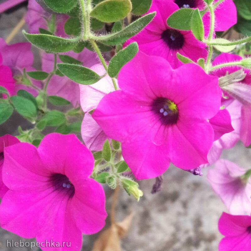 Чайная беседка