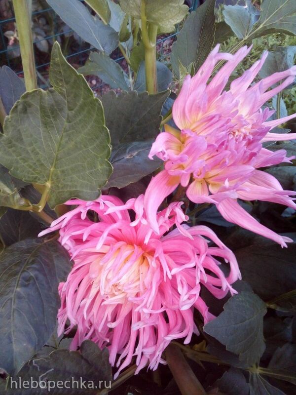 Чайная беседка