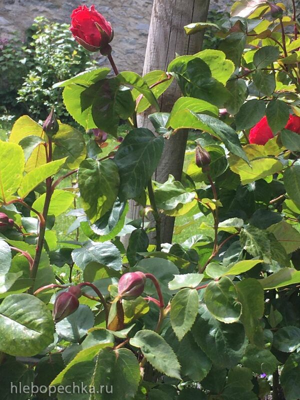 Чайная беседка