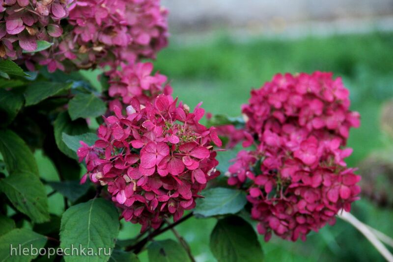 Чайная беседка