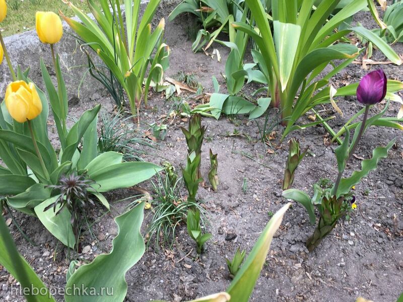 Чайная беседка