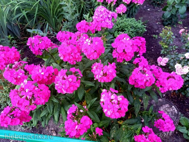 Чайная беседка