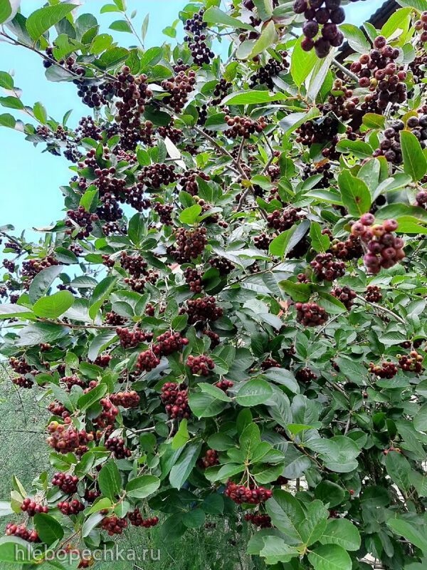 Кафе «У пани Сони»