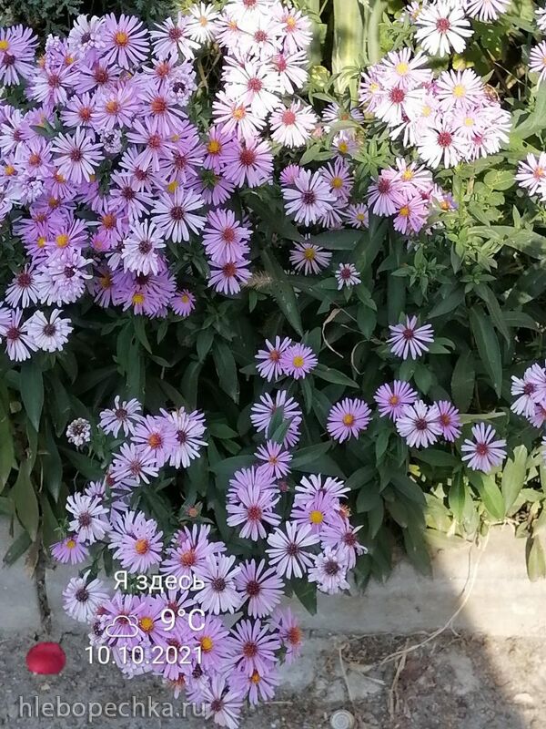 Чайная беседка