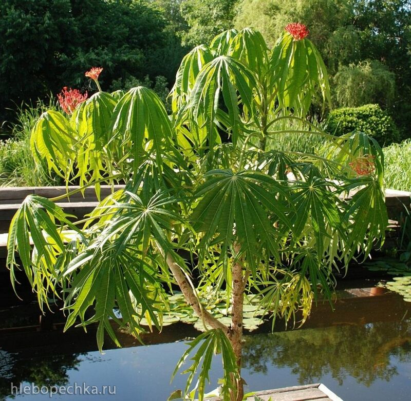 Чайная беседка