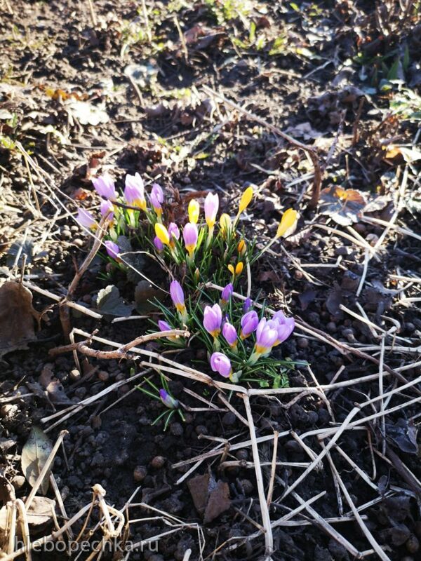 Чайная беседка