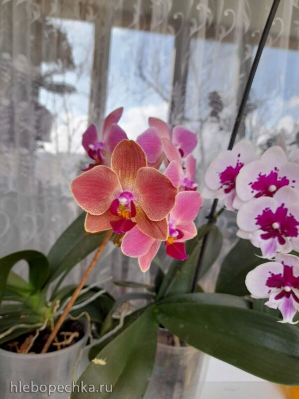 Чайная беседка