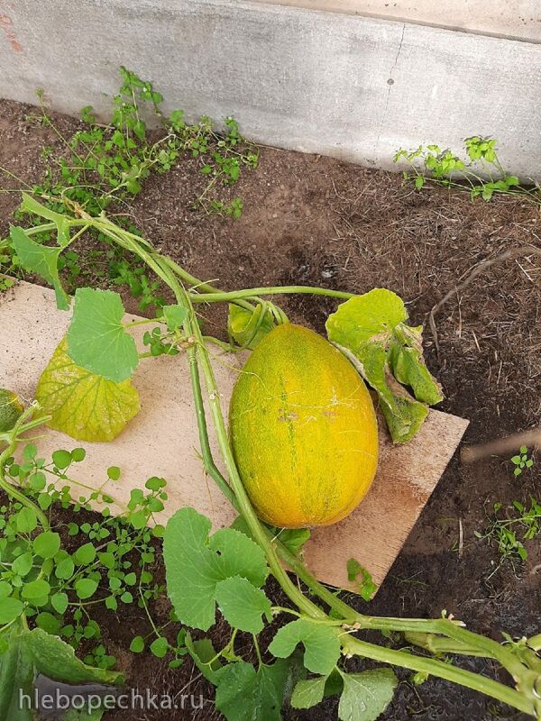 Кафе «У пани Сони»