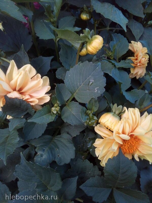 Чайная беседка