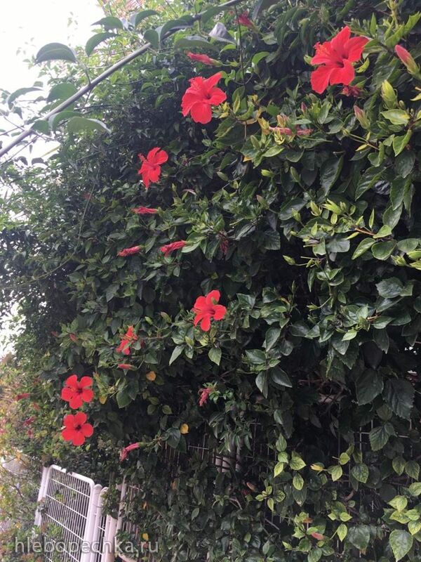 Чайная беседка