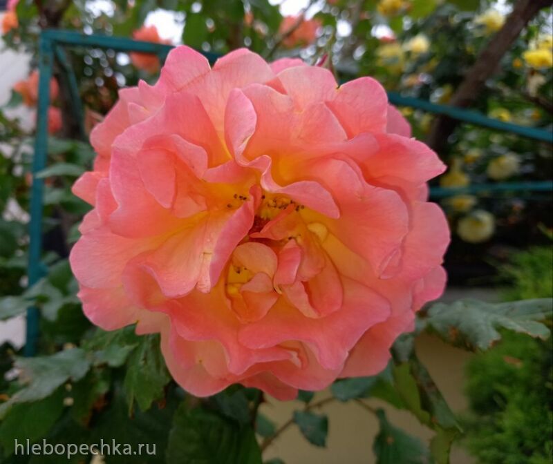 Чайная беседка