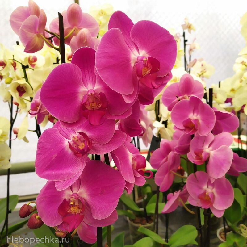 Чайная беседка