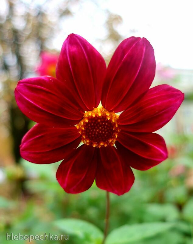 Чайная беседка