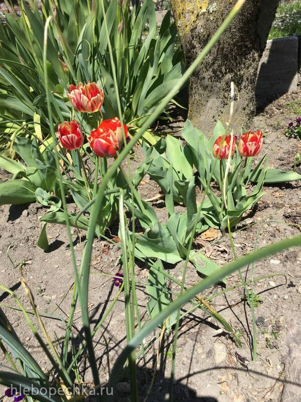 Чайная беседка