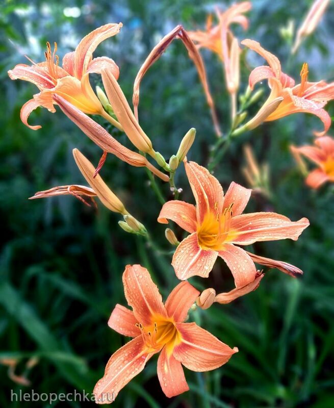 Чайная беседка