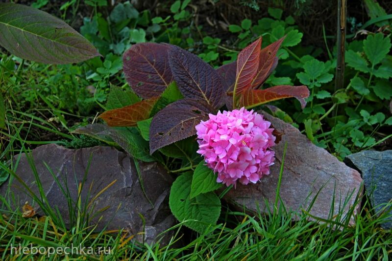 Чайная беседка