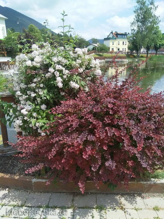 Чайная беседка