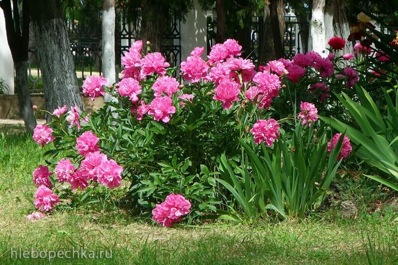 Чайная беседка