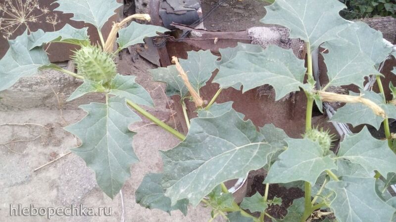 Чайная беседка