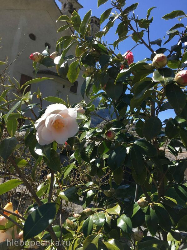 Чайная беседка