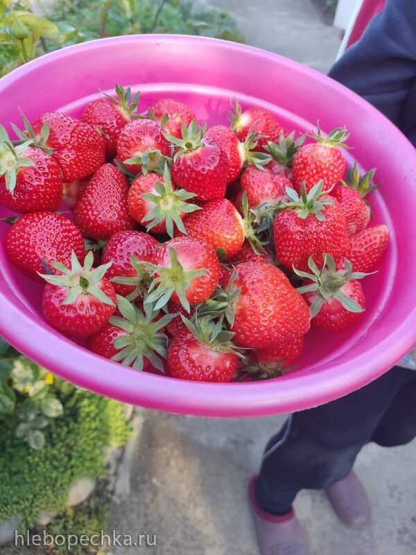 Чайная беседка