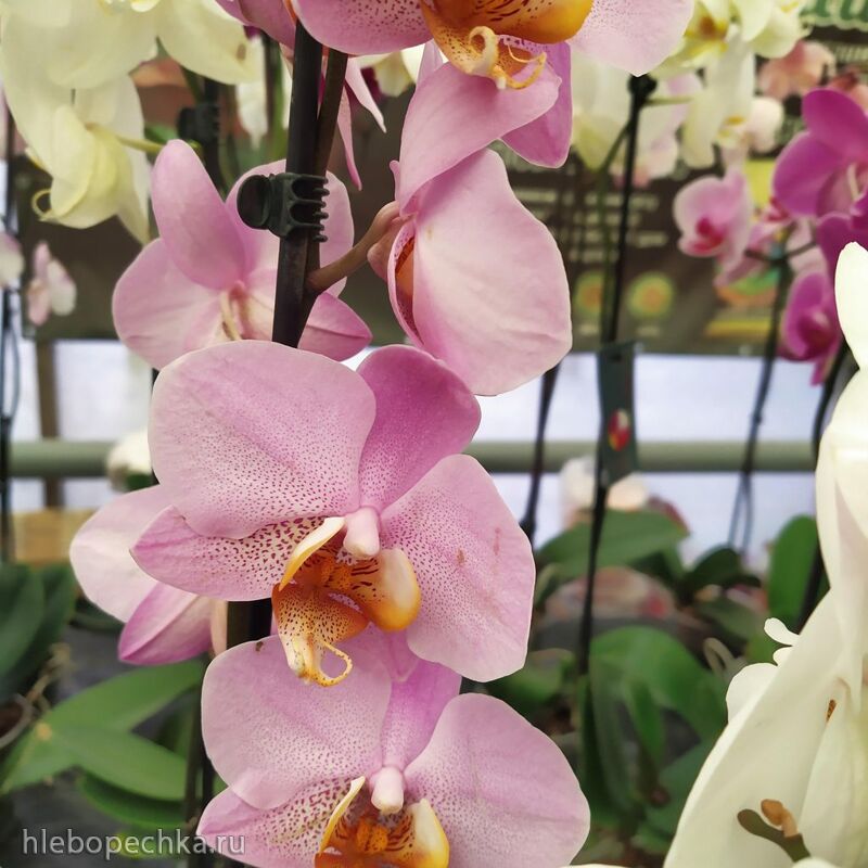 Чайная беседка