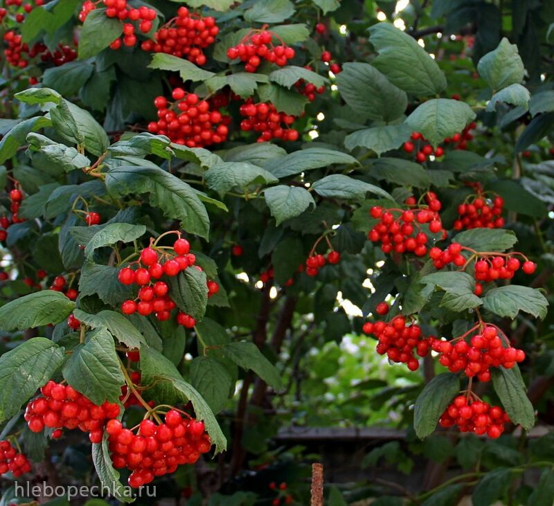 Чайная беседка