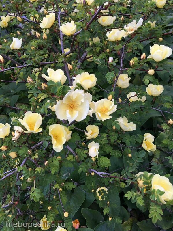 Чайная беседка