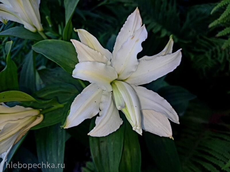 Чайная беседка