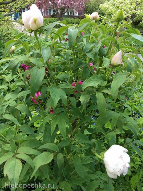 Чайная беседка