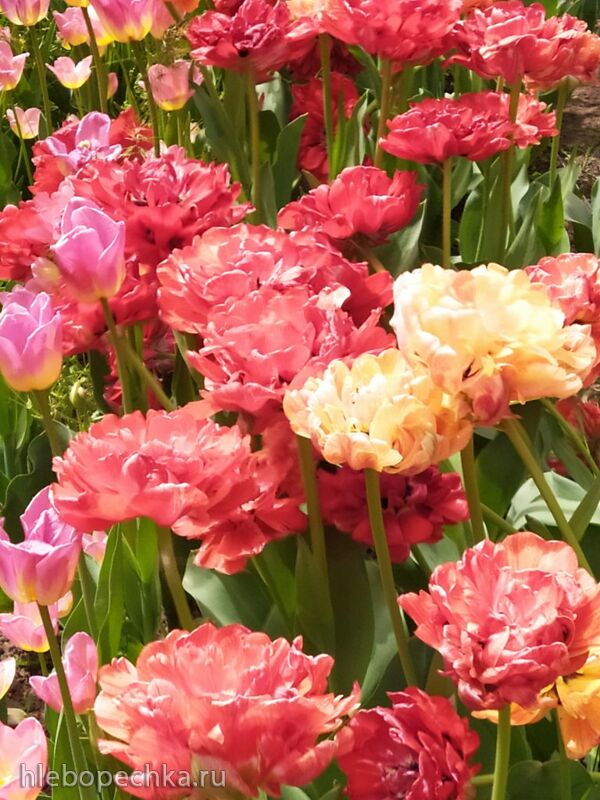 Чайная беседка