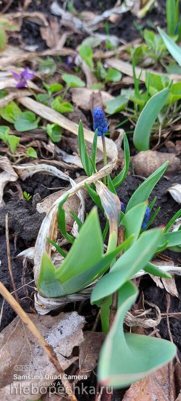 Tapтaлeтки & Ко