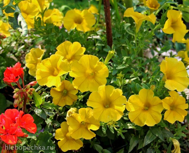 Чайная беседка