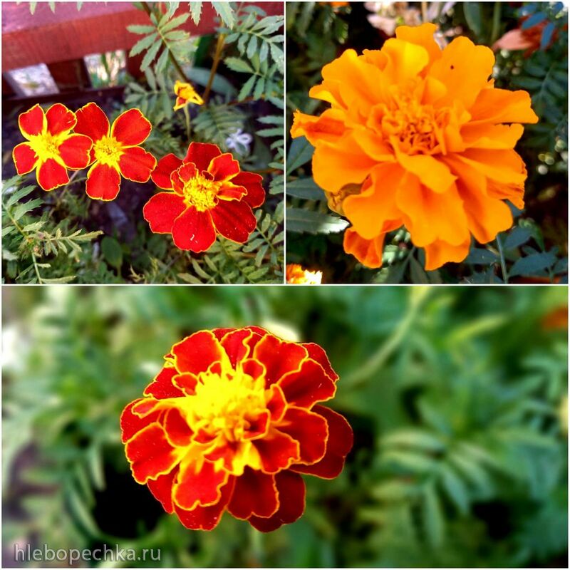 Чайная беседка